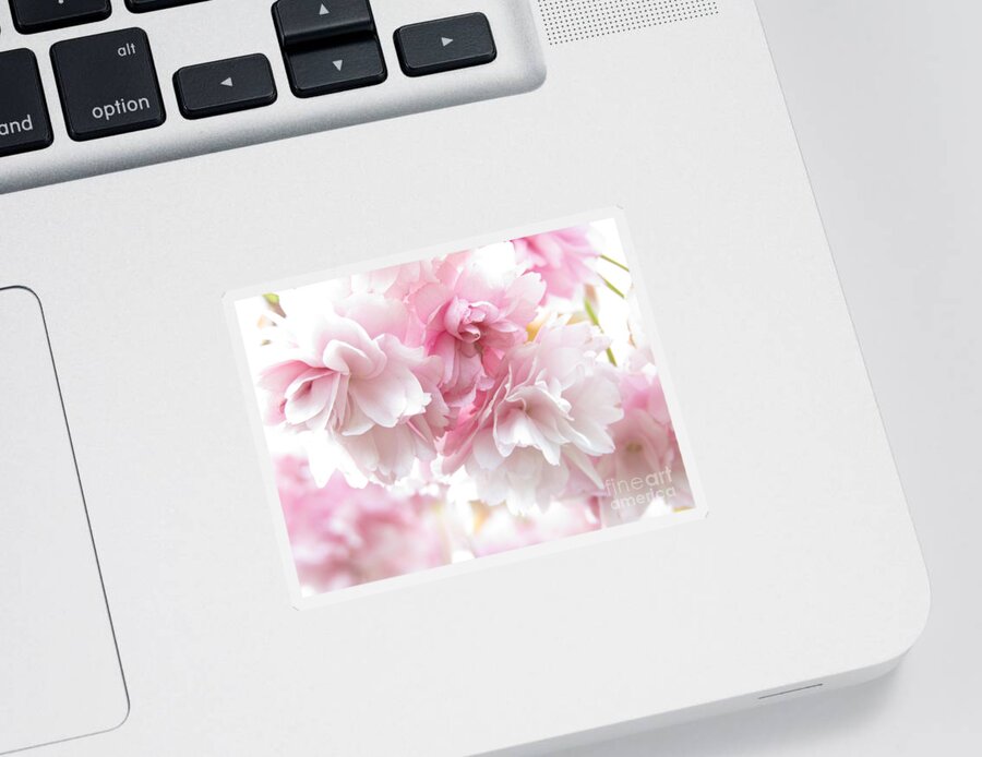 Cherry Blossoms Sticker featuring the photograph Pink April by Kim Tran