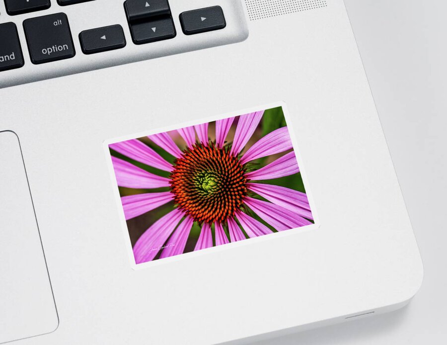 Pink Cornflower Sticker featuring the photograph Pink Cornflower by Joann Copeland-Paul