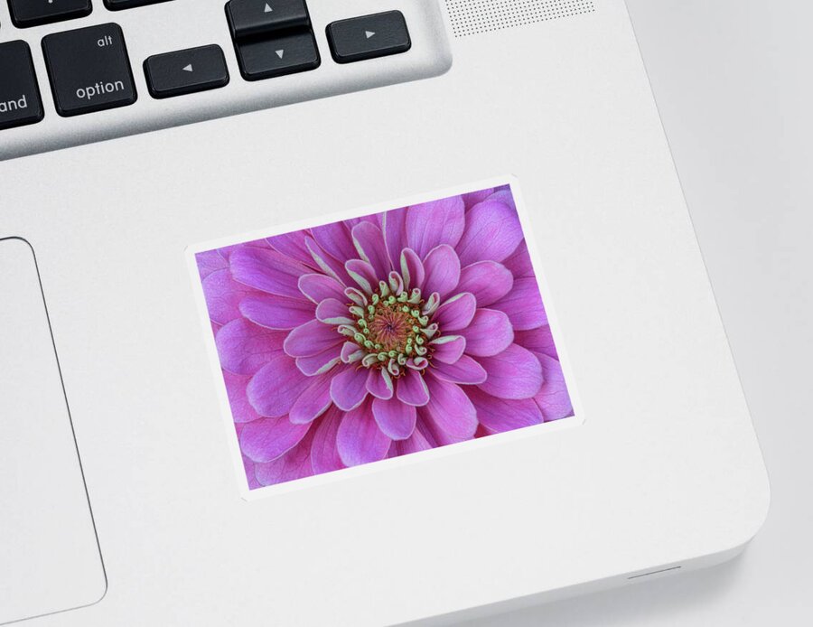 Dahlia Sticker featuring the photograph Pink Dahlia by Dale Kincaid