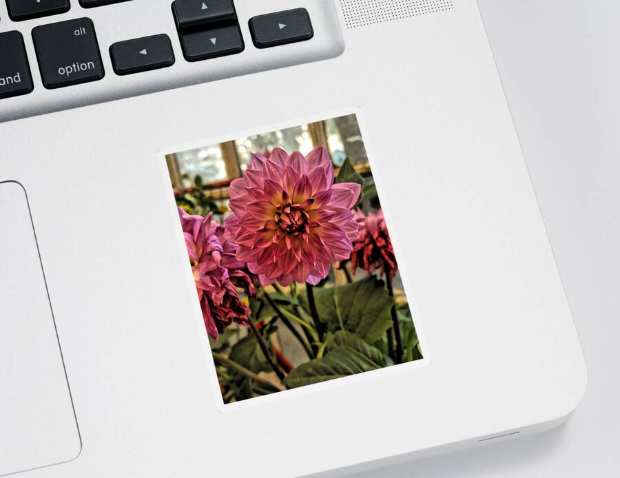 Painted Photo Sticker featuring the painting Pink Dahlias by Bonnie Bruno