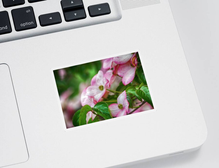 Nature Sticker featuring the photograph Pink Dogwood by Bonnie Bruno