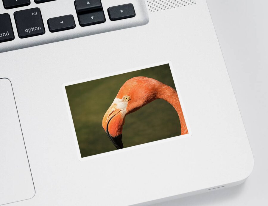 Zoo Sticker featuring the photograph Pink Flamingo by John Benedict