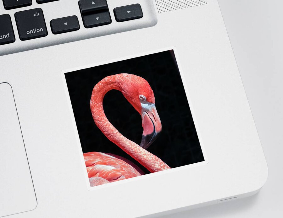 Pink Flamingo Sticker featuring the photograph Pink Flamingo by Robert Bellomy