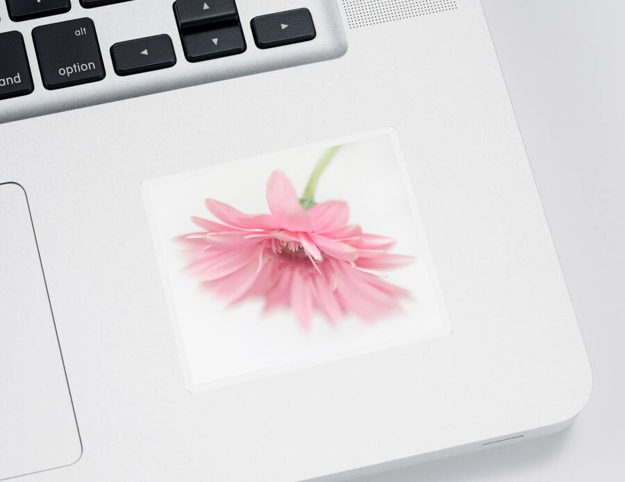 Bloom Sticker featuring the photograph Pink Gerbera Daisy II by David and Carol Kelly