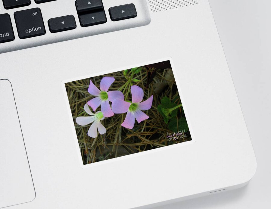 Flowers Sticker featuring the photograph Pink Glow by Donna Brown