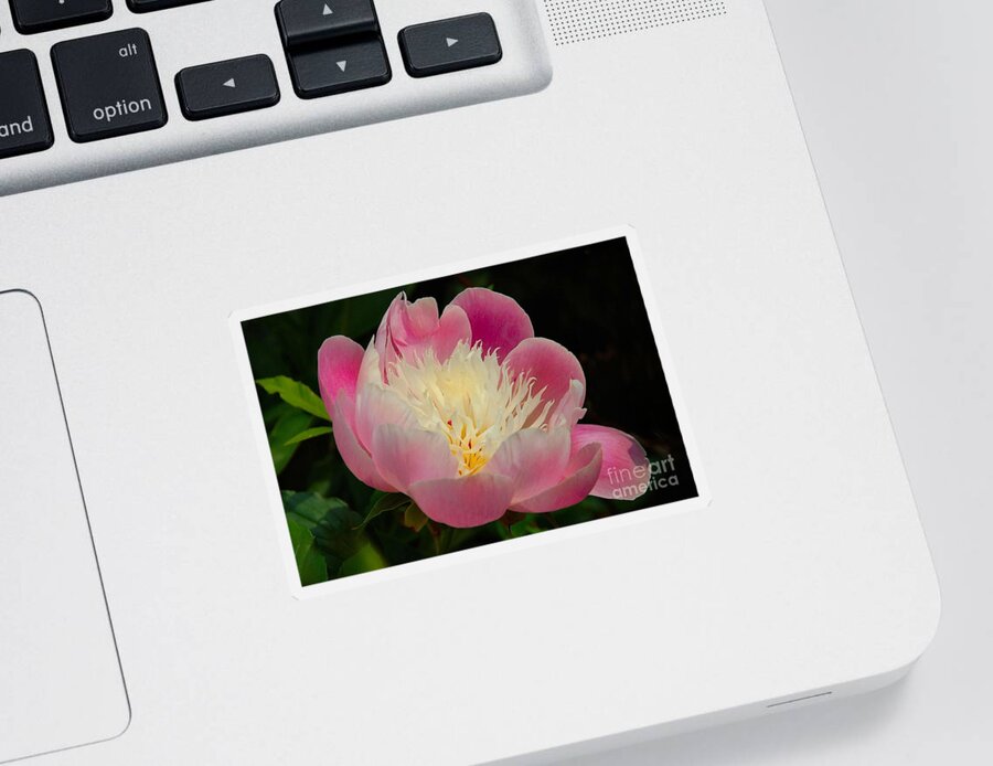 Flora Flowers Sticker featuring the photograph Pink Peoni by Elaine Manley