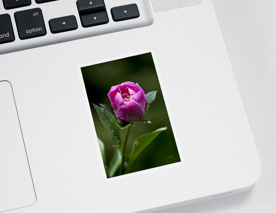 Flowers Sticker featuring the photograph Pink Peony Flower by Christina Rollo