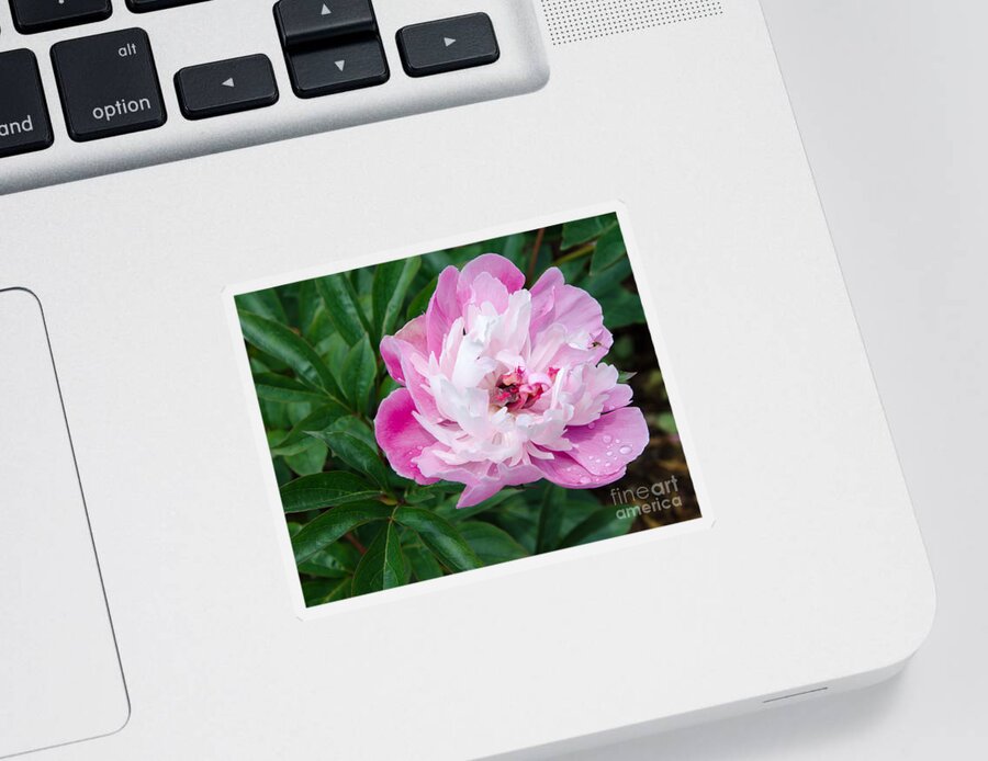 Pink Sticker featuring the painting Pink Peony by Laurel Best