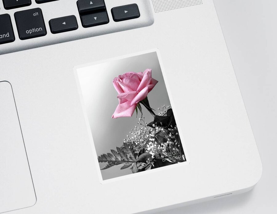 Anniversary Sticker featuring the photograph Pink Petals by Carlos Caetano