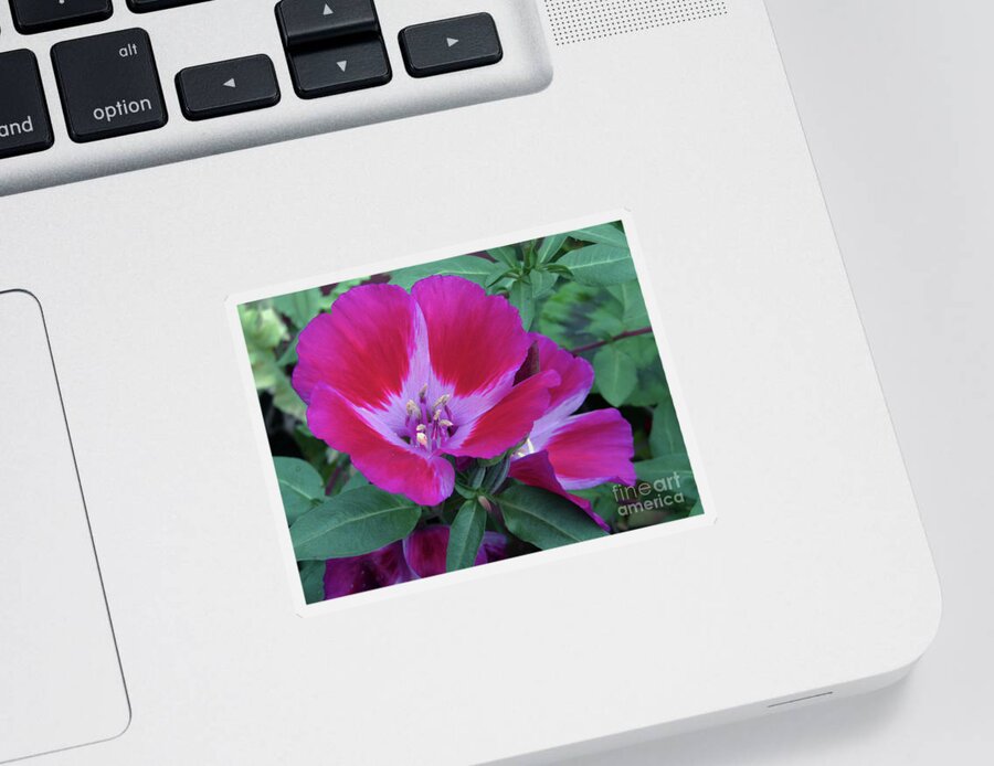  Petunia Sticker featuring the photograph Pink Petunia by Kim Tran