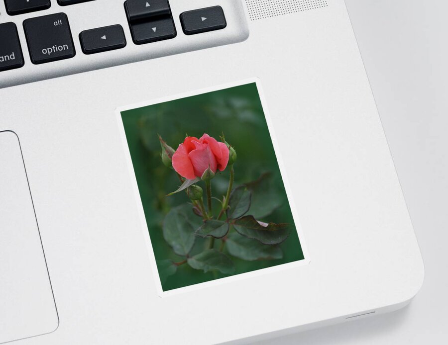 Pink Rose Sticker featuring the photograph Pink Rose by Ernest Echols