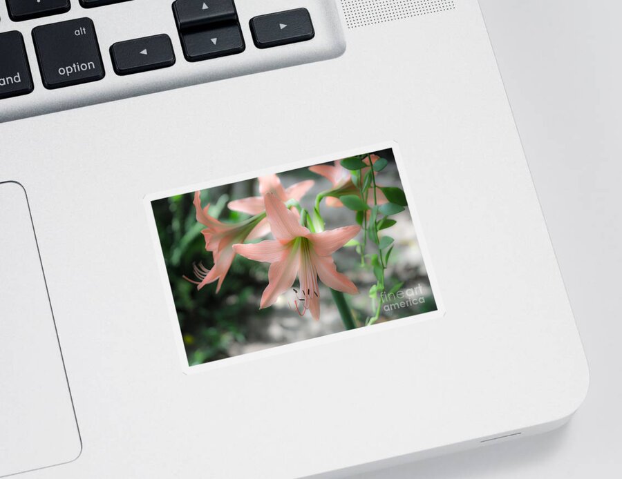 Michelle Meenawong Sticker featuring the photograph Pink Softness by Michelle Meenawong