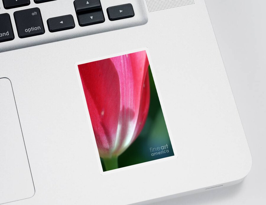 Plant Sticker featuring the photograph Pink Tulip Calyx 11 by Rudi Prott