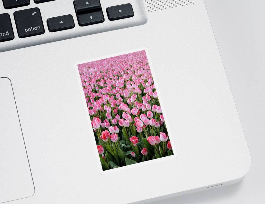 Tulips Sticker featuring the photograph Pink Tulips- photograph by Linda Woods