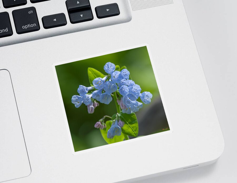 Nature Sticker featuring the photograph Pink Virginia Bluebells or Virginia Cowslip DSPF0333 by Gerry Gantt