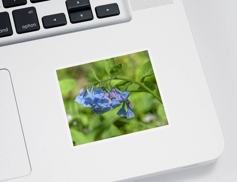 Nature Sticker featuring the photograph Pink Virginia Bluebells or Virginia Cowslip DSPF0334 by Gerry Gantt