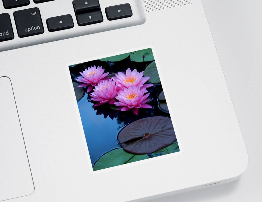 Nature Sticker featuring the photograph Pink Waterlilies by Sharon Williams Eng