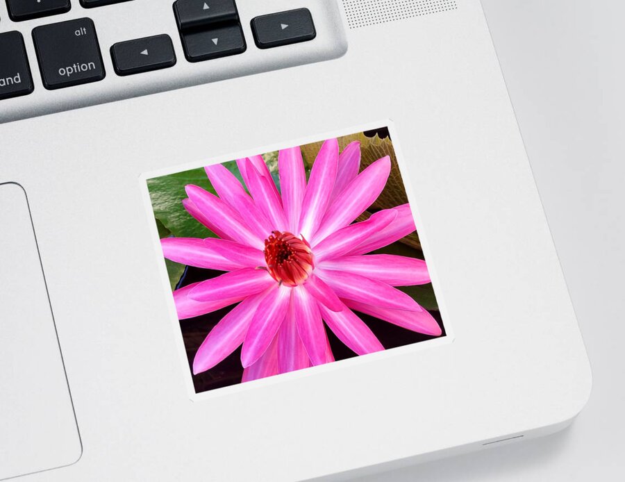 Pink Sticker featuring the photograph Pink Waterlilly by Lucie Dumas