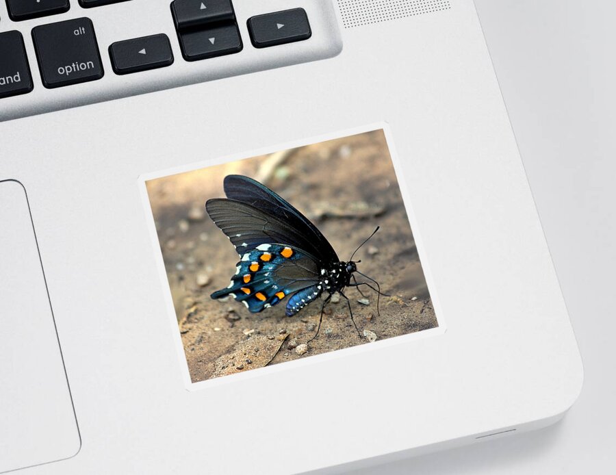 Nature Sticker featuring the photograph Pipevine Swallowtail Close-up by Sheila Brown