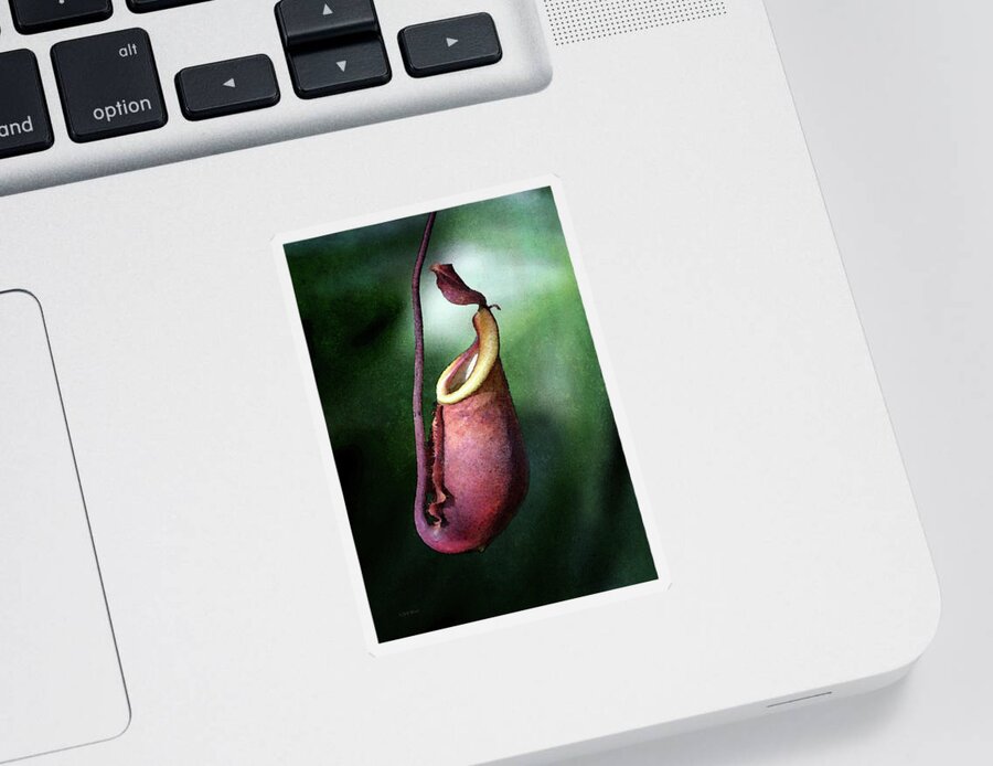 Pitcher Orchid Sticker featuring the photograph Pitcher 8456 IDP_2 by Steven Ward