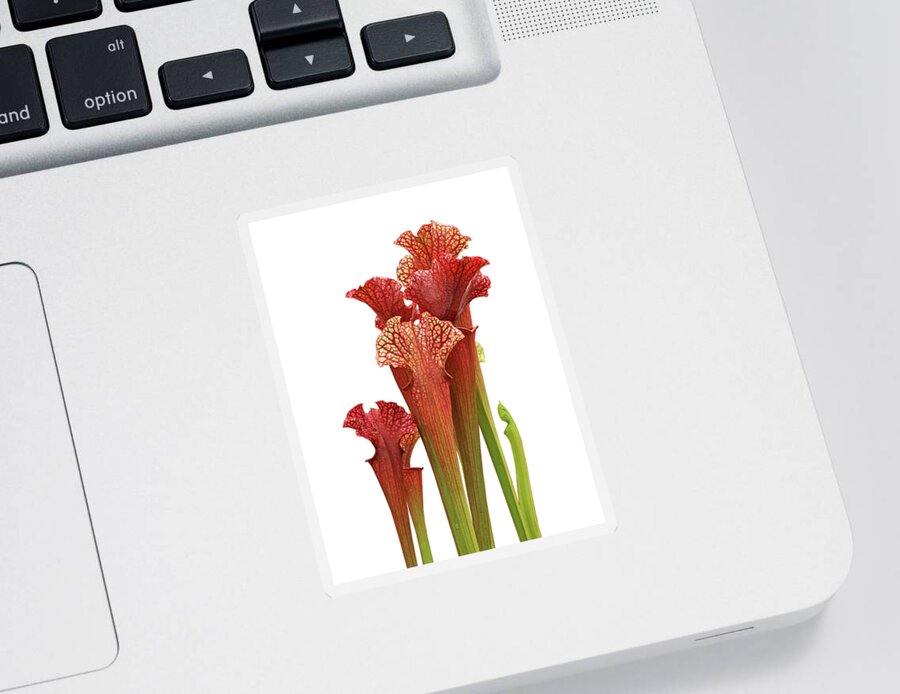 Red Flower Sticker featuring the photograph Pitcher Plant - Carnivorous Sarracenia by Gill Billington