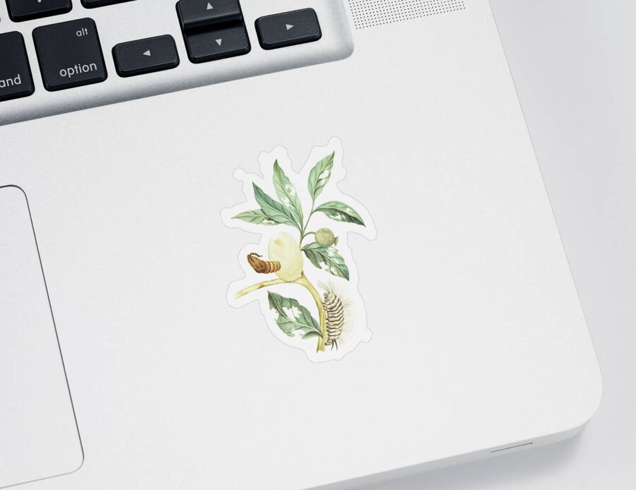 Plant Sticker featuring the mixed media Plant Pupa And Caterpillar by Cornelis Markee 1763 by Cornelis Markee