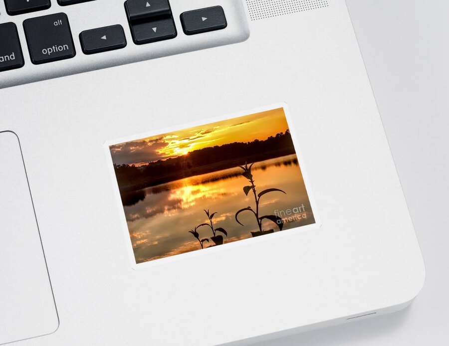 Sunset Sticker featuring the photograph Plants Enjoying Sunset by Beth Myer Photography