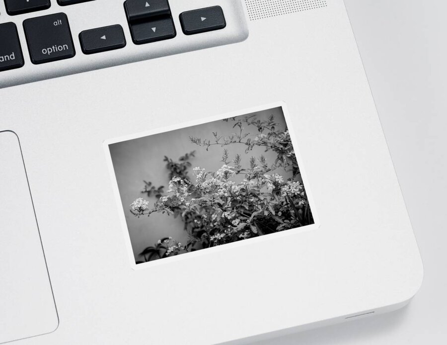 Plumbago Sticker featuring the photograph Plumbago Auriculata Painted BW by Rich Franco