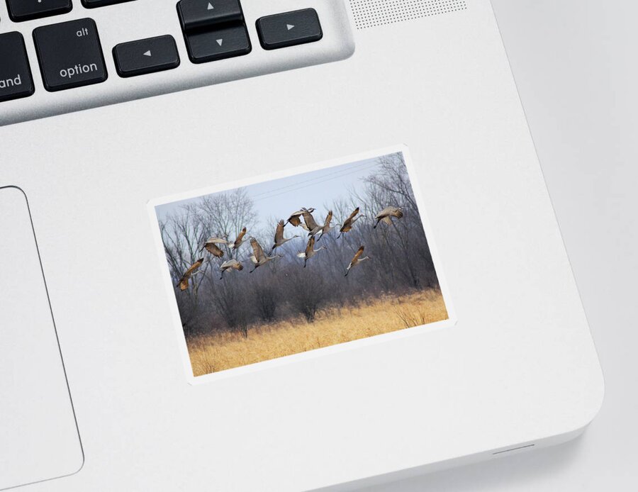Sandhill Cranes Sticker featuring the photograph Poetry In Motion by Viviana Nadowski