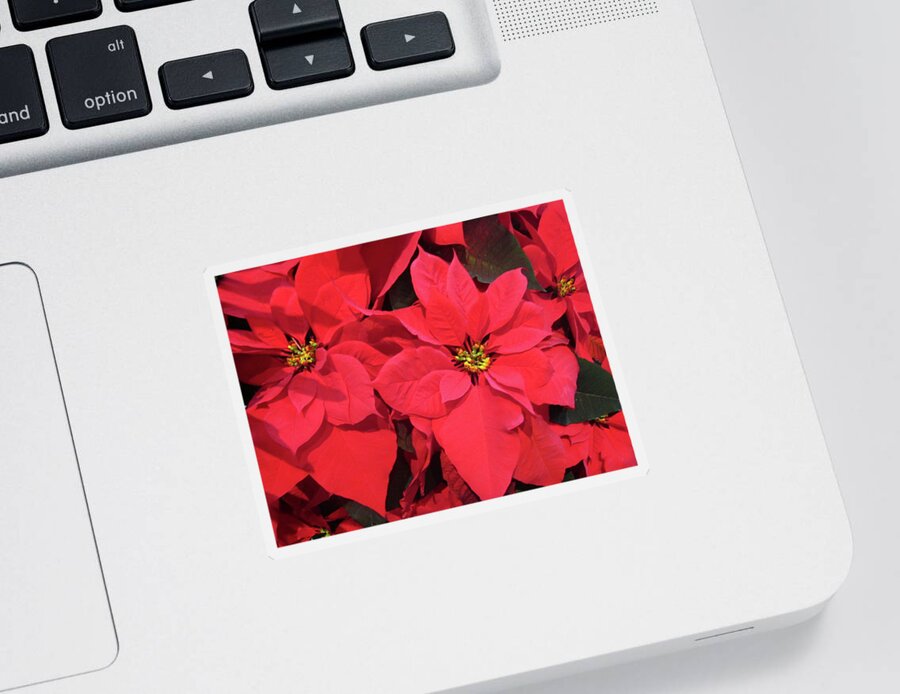 Poinsettias Sticker featuring the photograph Poinsettias by Sandy Taylor