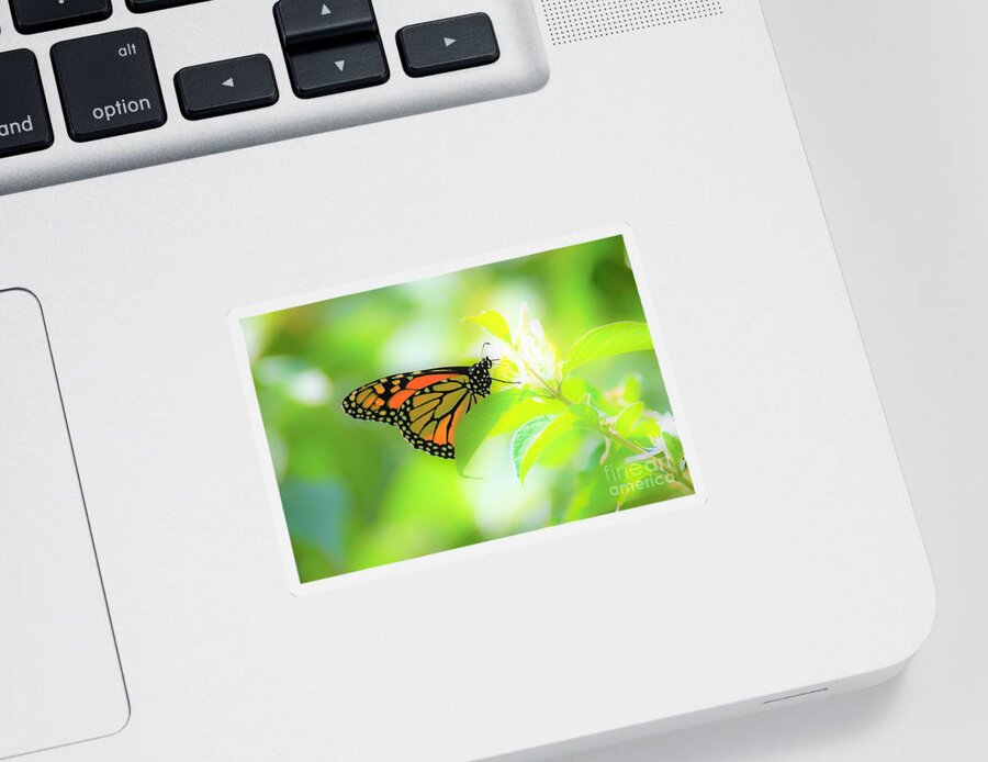 Butterflies Sticker featuring the photograph Poka Dots by Merle Grenz