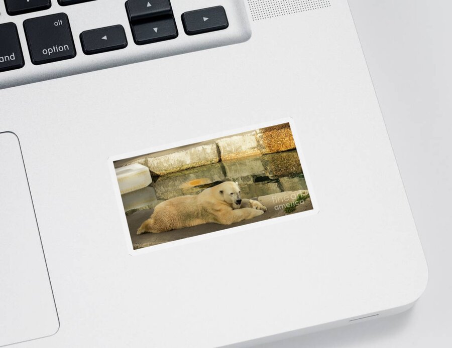 Polar Bear Sticker featuring the photograph Polar Bear Poolside by Suzanne Luft