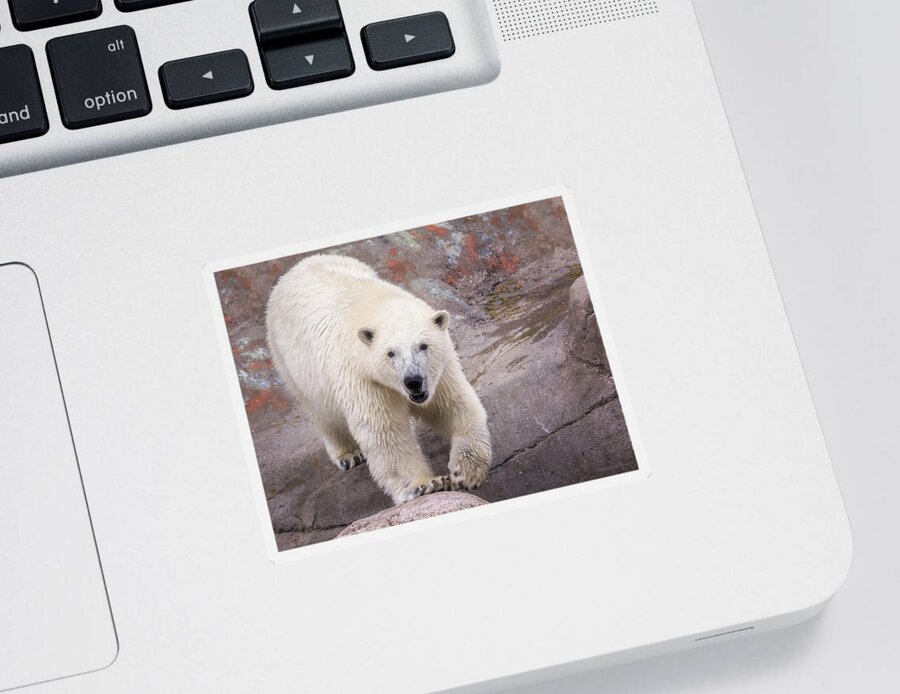 Polar Bear Sticker featuring the photograph Polar Bear Prowl by LeeAnn McLaneGoetz McLaneGoetzStudioLLCcom