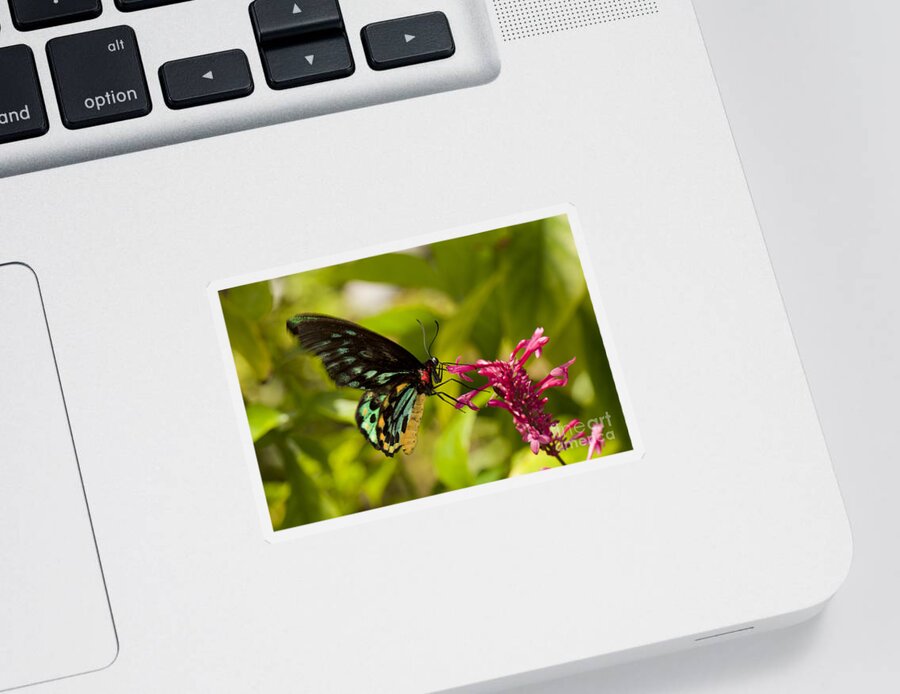 Bug Sticker featuring the photograph Pollination - Common Birdwing Butterfly by Anthony Totah