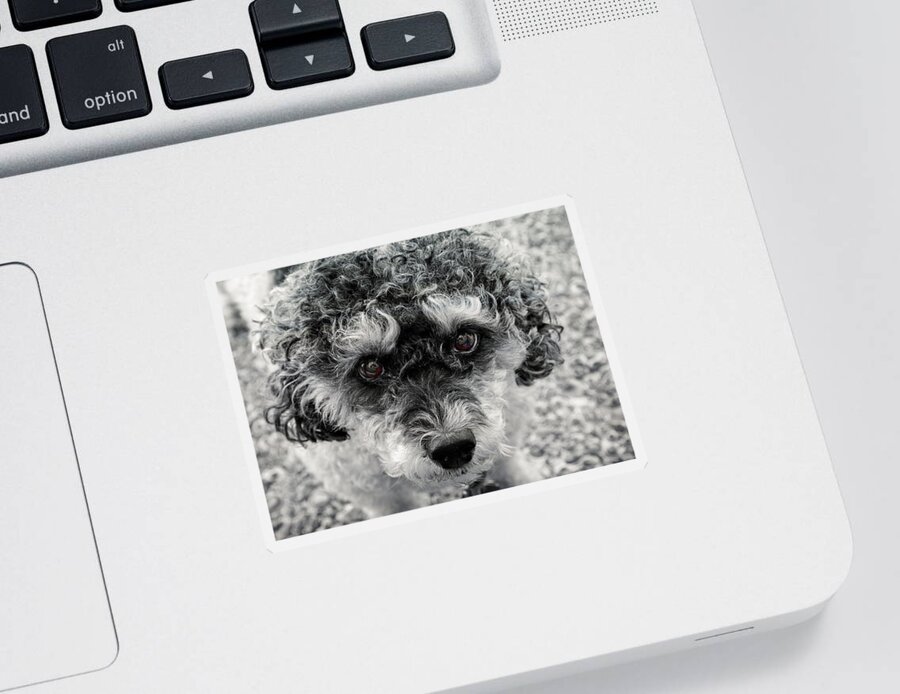 Pet Sticker featuring the photograph Poodle Eyes by Keith Armstrong