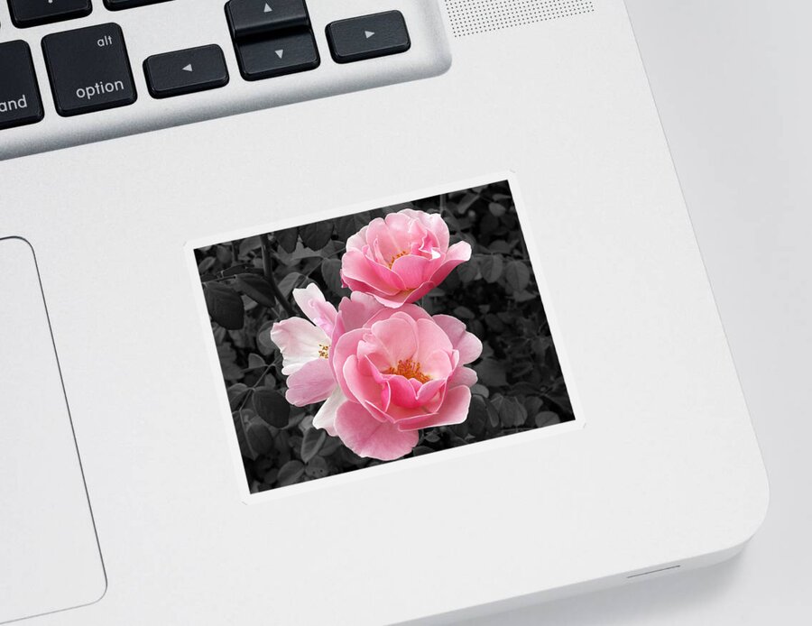 Flower Sticker featuring the photograph Popping Pink Roses by Amy Fose