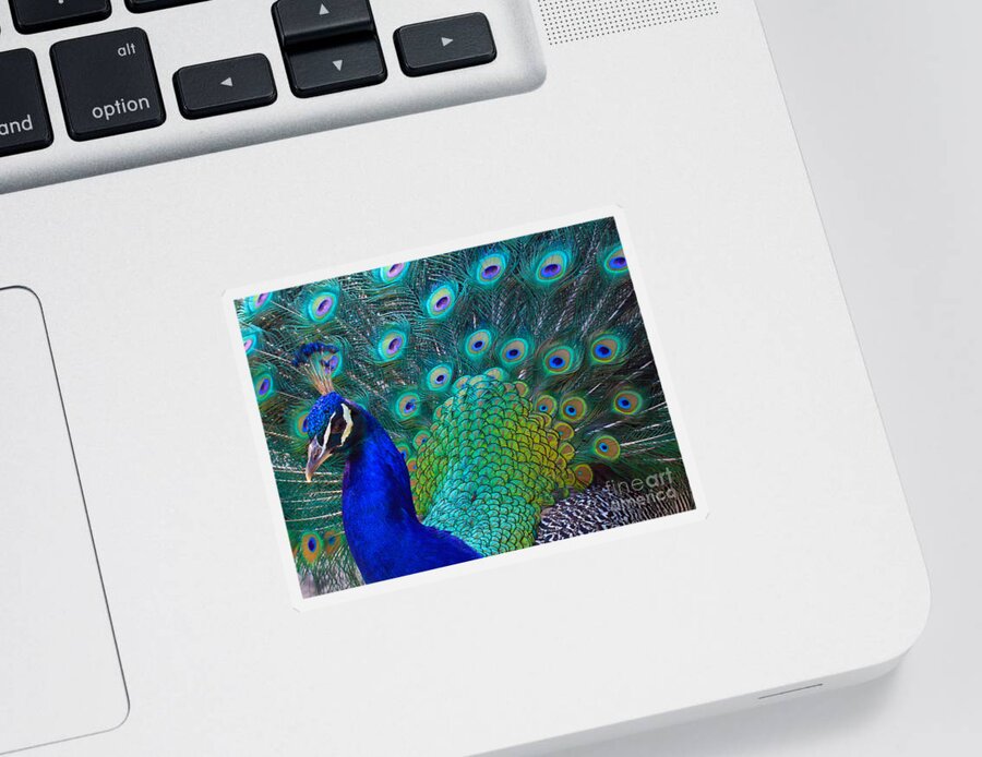 Peacock Sticker featuring the photograph Portrait of a Peacock by Roger Becker