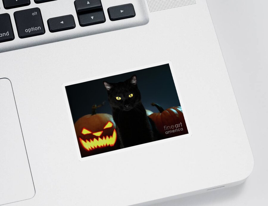 Portrait Sticker featuring the photograph Portrait of Black Cat with pumpkin on Halloween by Sergey Taran
