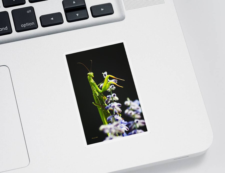Praying Mantis Sticker featuring the photograph Praying Mantis on Flower by Christina Rollo