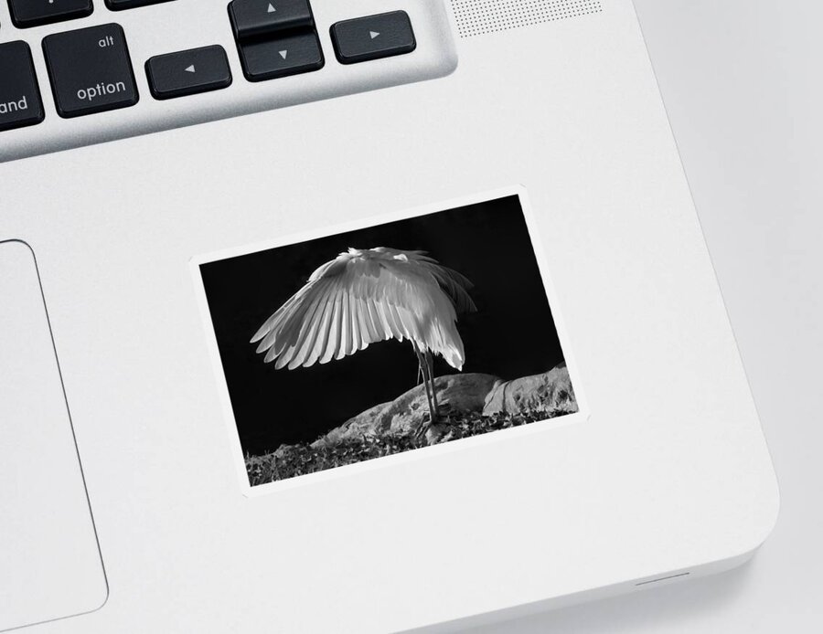 White Egret Sticker featuring the photograph Preening Great Egret by H H Photography of Florida by HH Photography of Florida