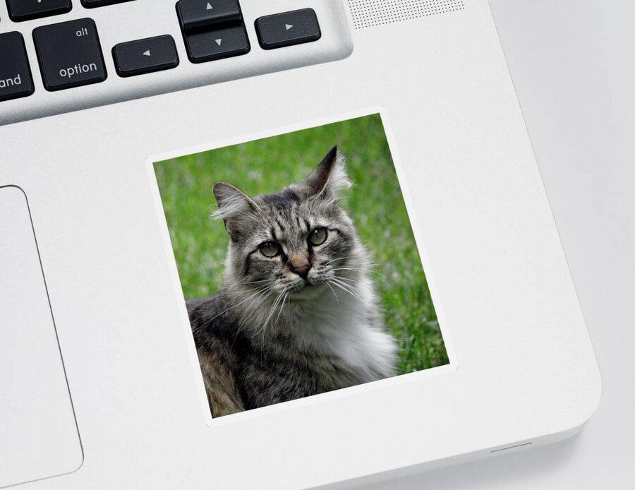 Cat Sticker featuring the photograph Pretty Kitty by Kim Galluzzo