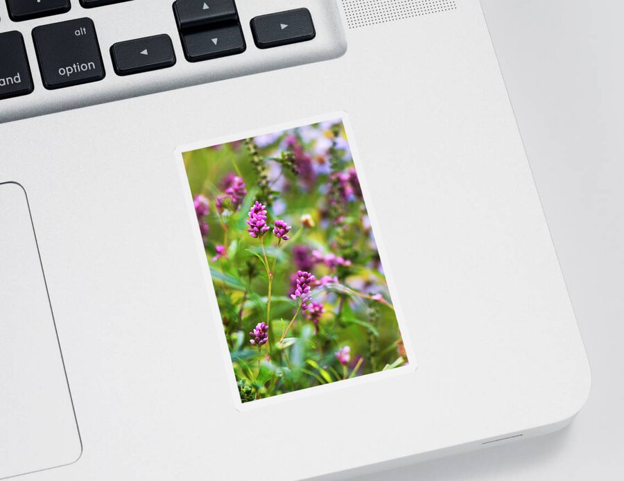 Flowers Sticker featuring the photograph Pink Smartweed Flowers #1 by Christina Rollo