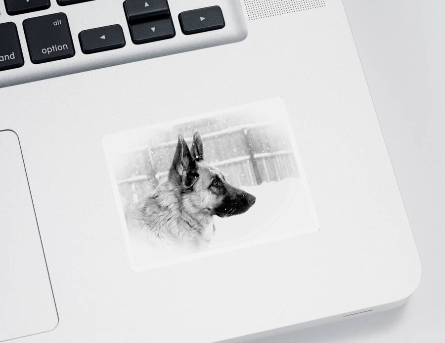 German Shepherd Dogs Sticker featuring the photograph Profile Of A German Shepherd by Angie Tirado