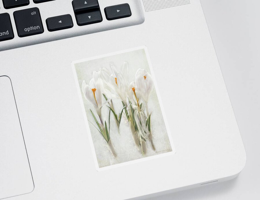 Crocus Sticker featuring the photograph Promise of Spring Crocus by Barbara McMahon