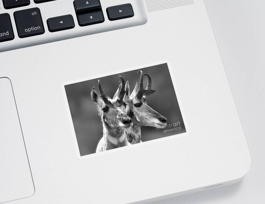 Pronghorn Sticker featuring the photograph Pronghorn Pair Black And White by Adam Jewell