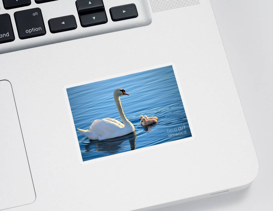 Mute Swan Sticker featuring the photograph Proud Mother by Deb Halloran