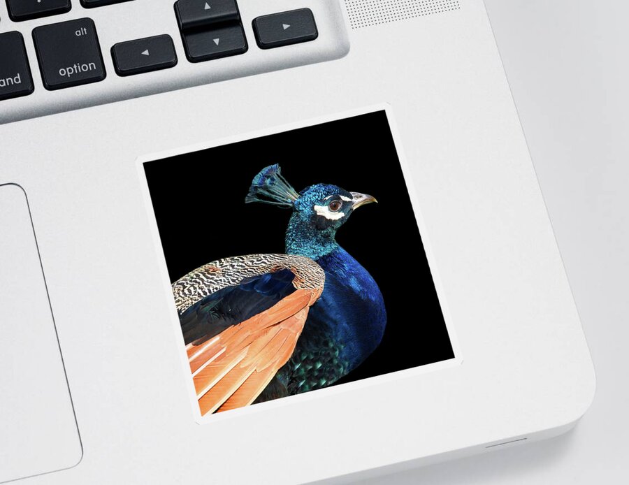 Peacock Sticker featuring the photograph Proud Peacock Square by Gill Billington