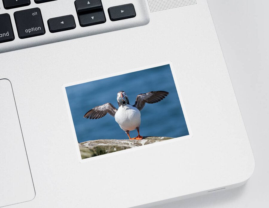 Atlantic Puffin Sticker featuring the photograph Puffin with fish for tea by Anita Nicholson
