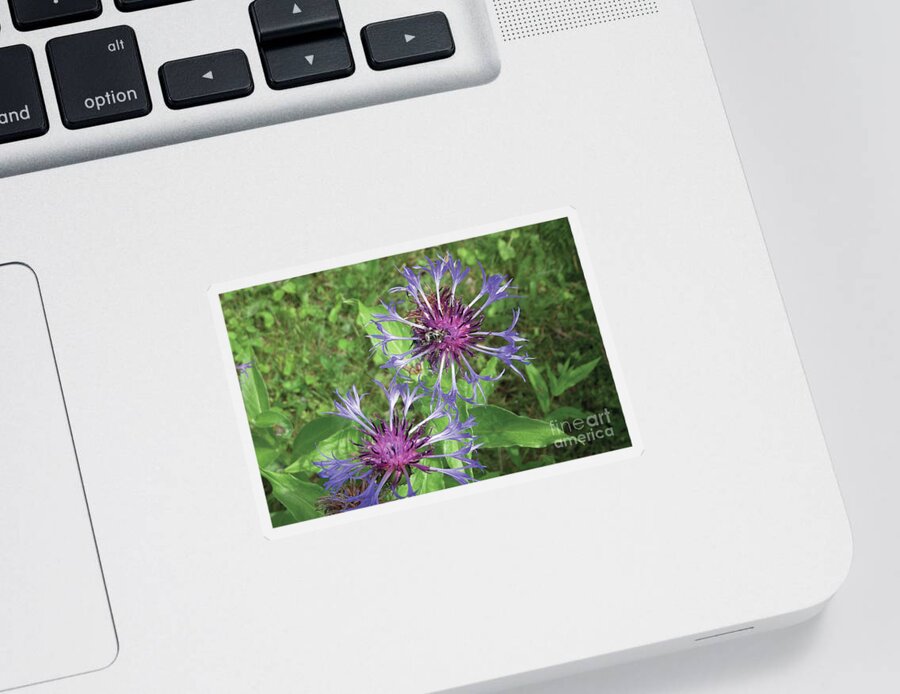 Photography Sticker featuring the photograph Purple by Nature 2 by Art MacKay