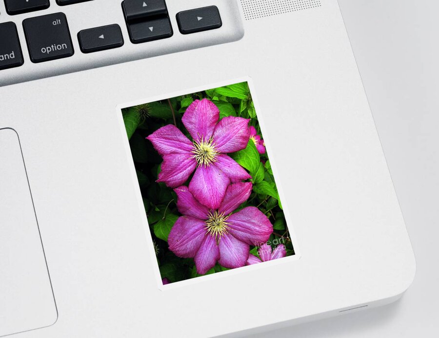Clematis Sticker featuring the photograph Purple Clematis 2 by William Kuta